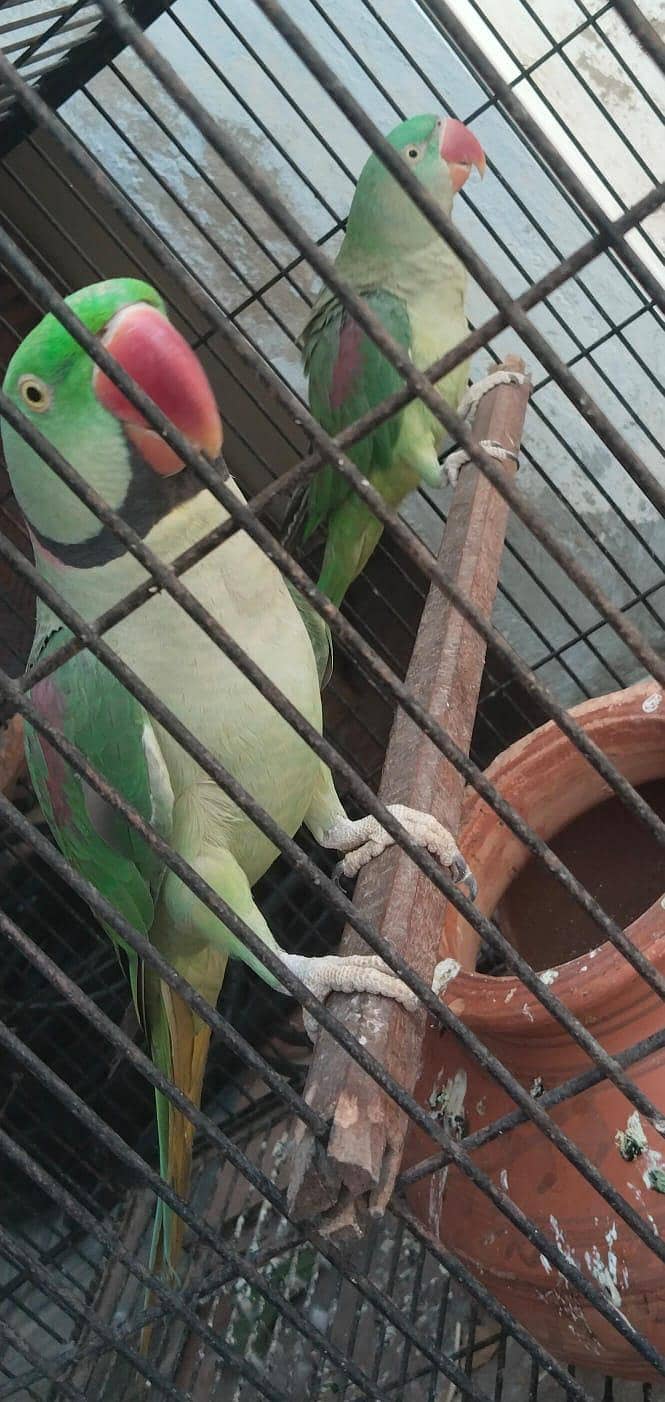 Raw parrots pair 1
