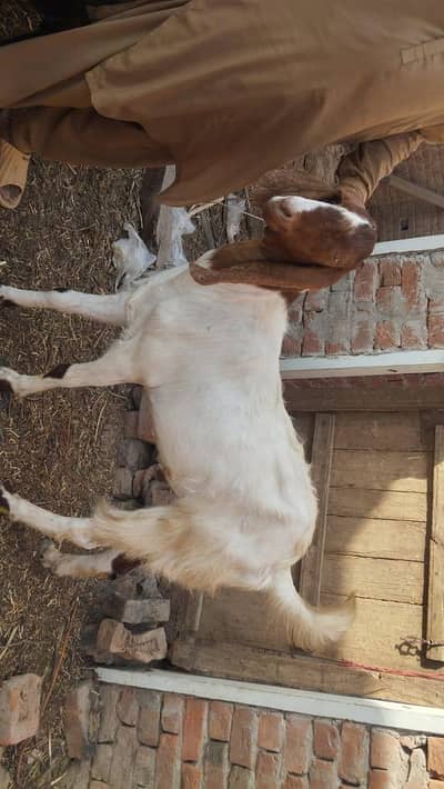 Goats For sale Ghar k pale howe hain