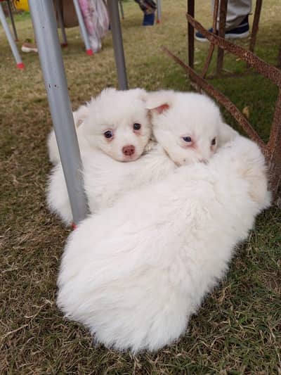 Russian puppies and young pairs.