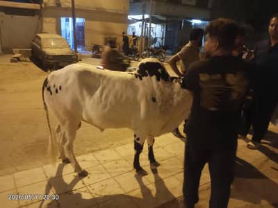 khubsurat black white bachra for sale 2 dant