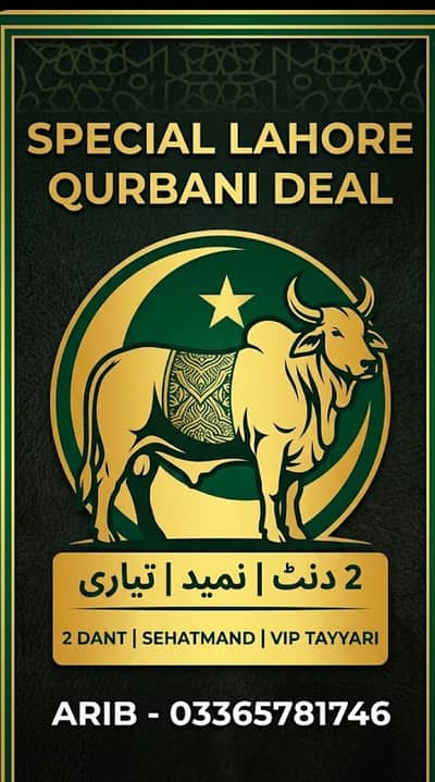 "Special Lahore Qurbani Offer - VIP 2 Dant Kattay Bulls for Sale"