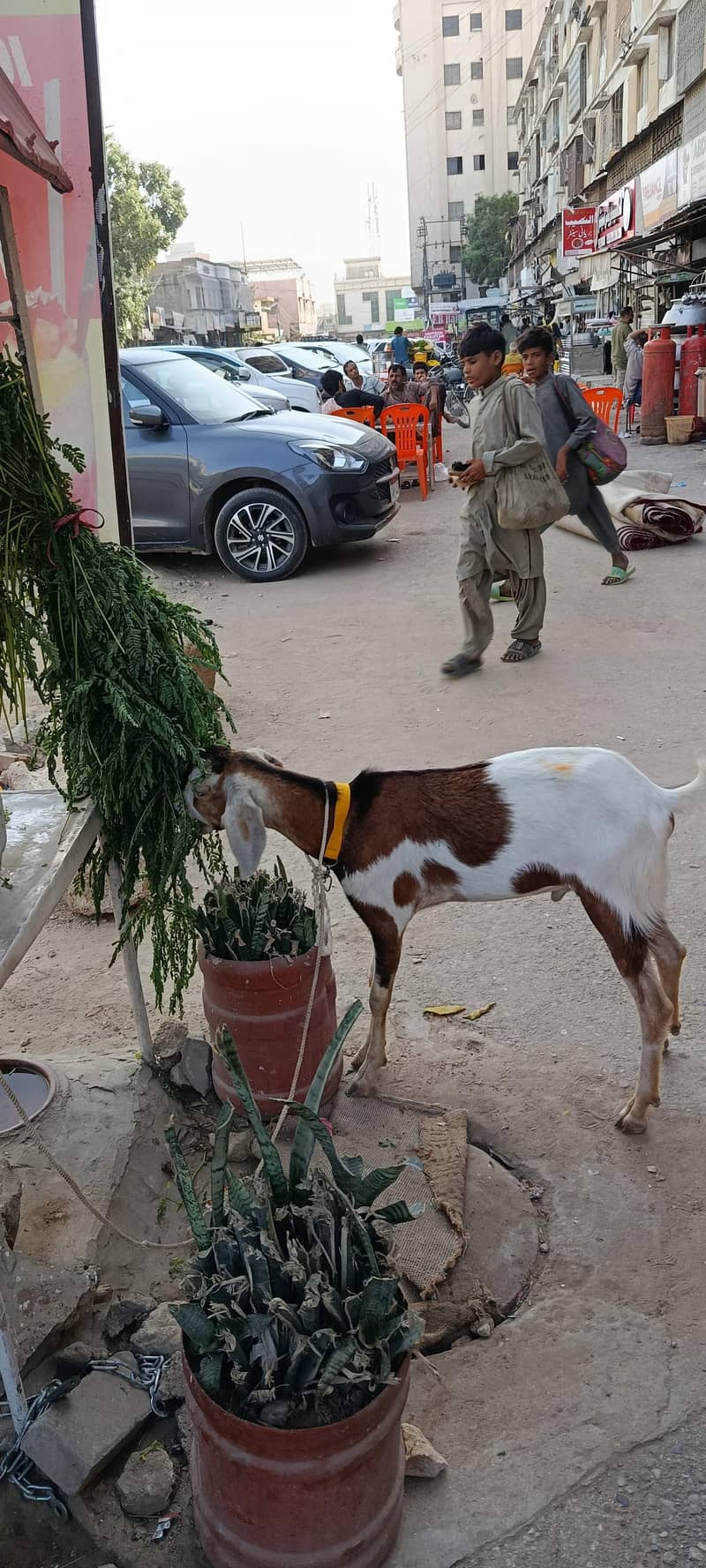 السلام علیکم دو دانت کا کرسی بکرا پنج قربانی کے لیے مناسب نام 1