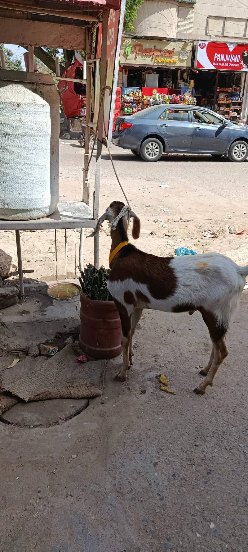 السلام علیکم دو دانت کا کرسی بکرا پنج قربانی کے لیے مناسب نام 3