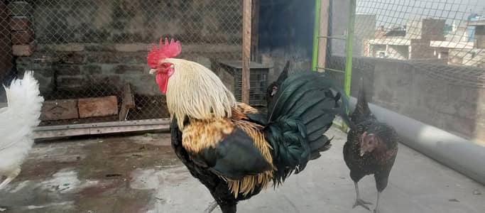 desi pair black murga black murgi