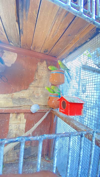 Australian parrot