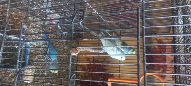 Coctail birds Australian birds 03325206446
