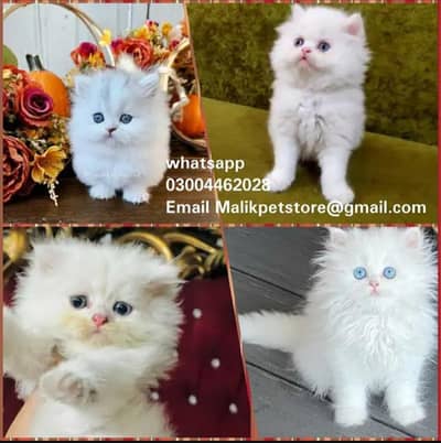 Persian Kittens | Persian Cat | Punch Face Persian | Triple Coated