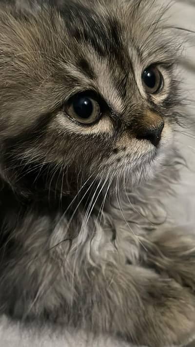 Persian male and female cat