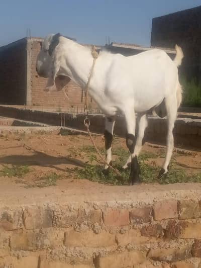 bakra
