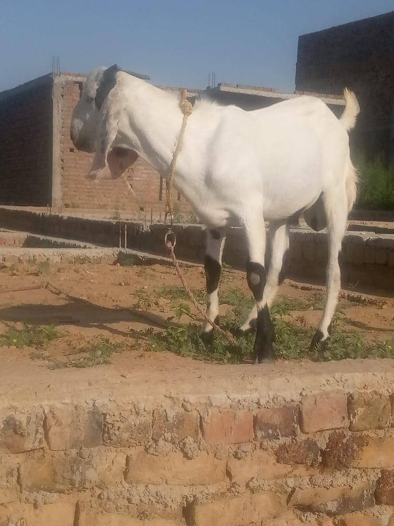 Qurbani keliye bakra 0