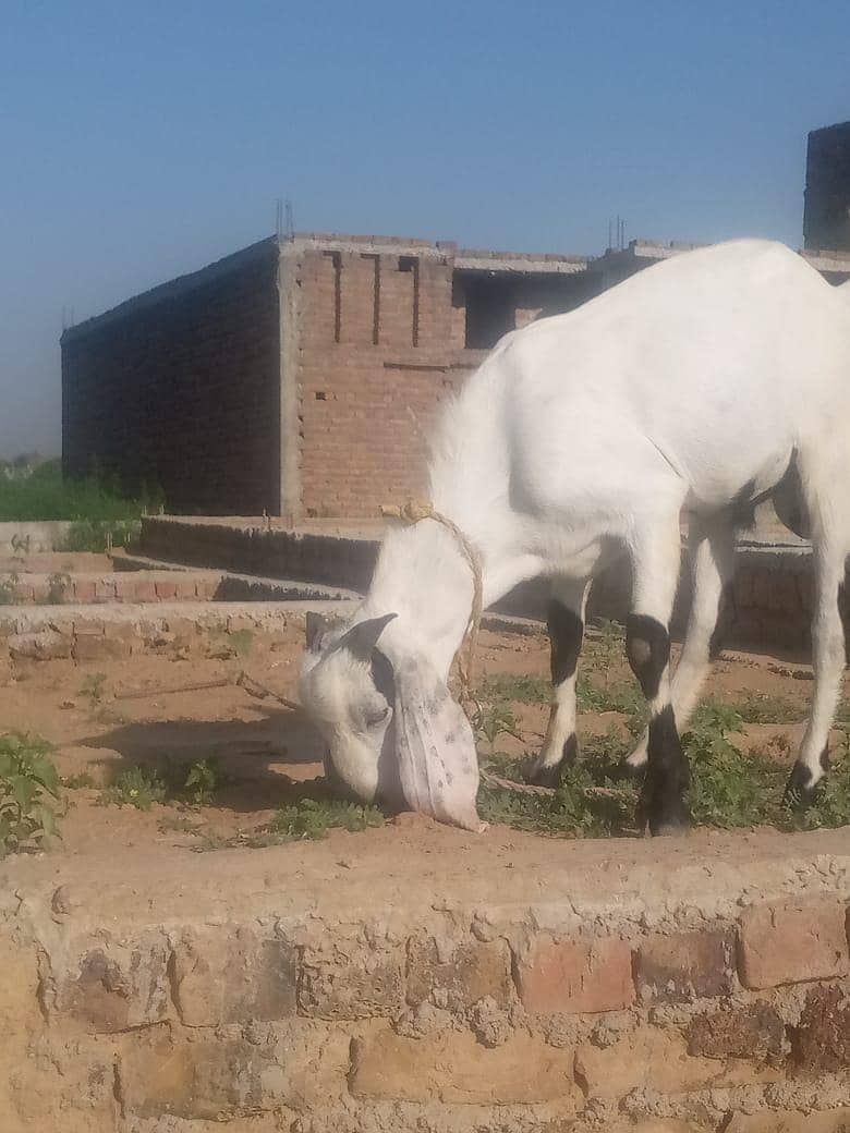 Qurbani keliye bakra 1