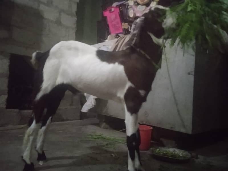 bakra khassi 0