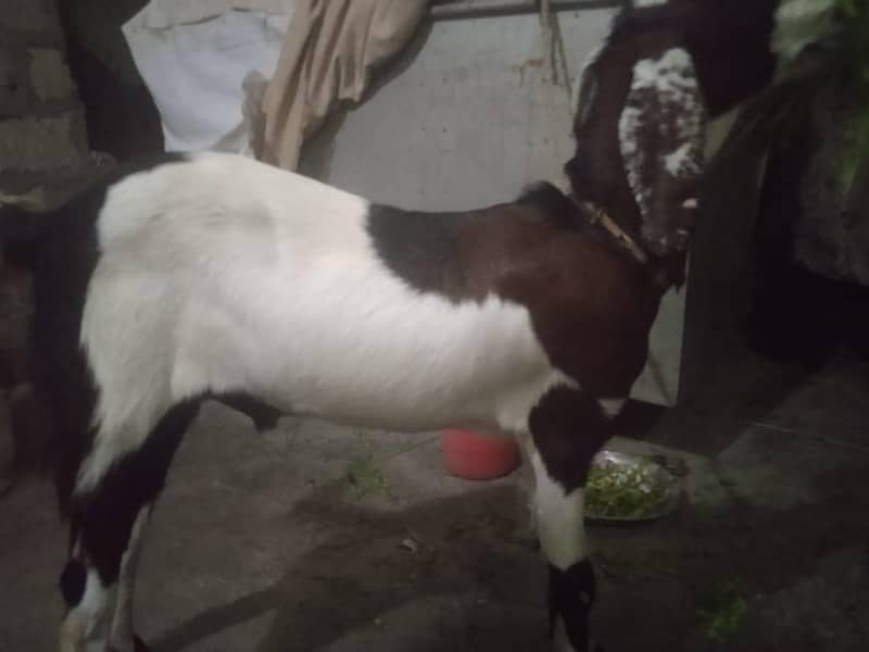 bakra khassi 1