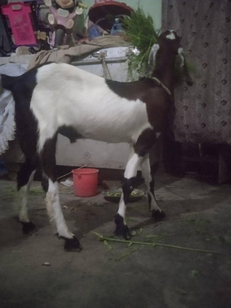bakra khassi 2