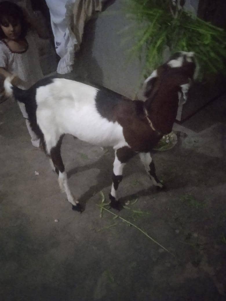 bakra khassi 3
