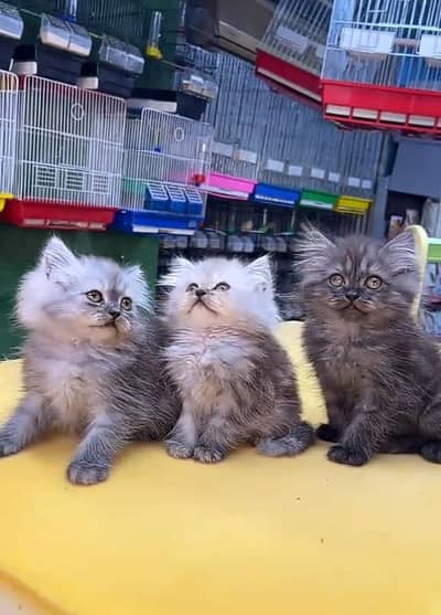 Persian cat triple kot,for sale,my WhatsApp 03493317649