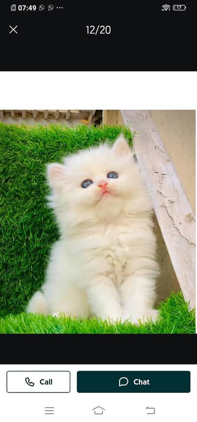 Persian cat for sale male or female my WhatsApp number03314372136