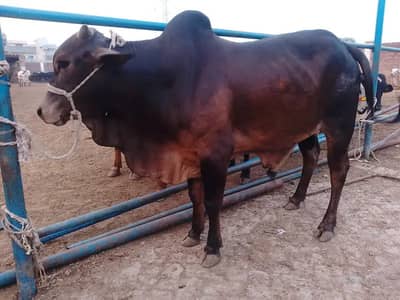 Qurbani Bulls_desi bachra/vacha)Sahiwal & Cholistani_835 Per KG/Lahor