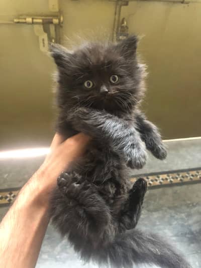 black triple Cort balu kitten available in low price