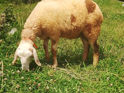 Dumba for Qurbani