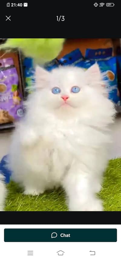 Persian cat for sale male or female my WhatsApp number03314372136