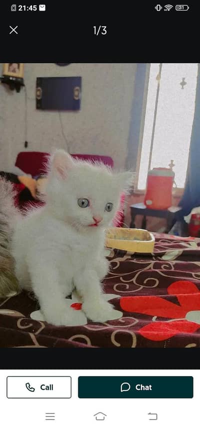 Persian cat for sale male or female my WhatsApp number03314372136