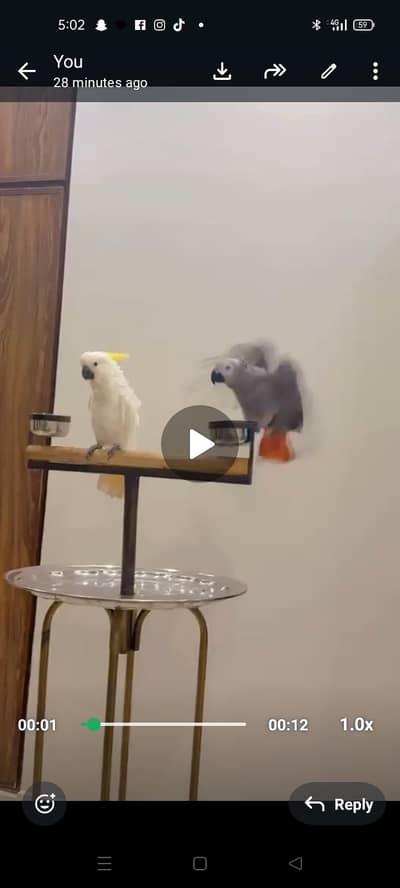 one grey parrot full tame talkative . . . . and one cocato full tame