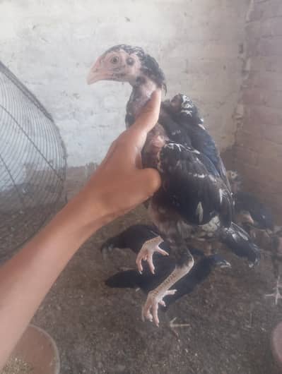 Aseel cheena chick Aseel lassani chick-  03133616178