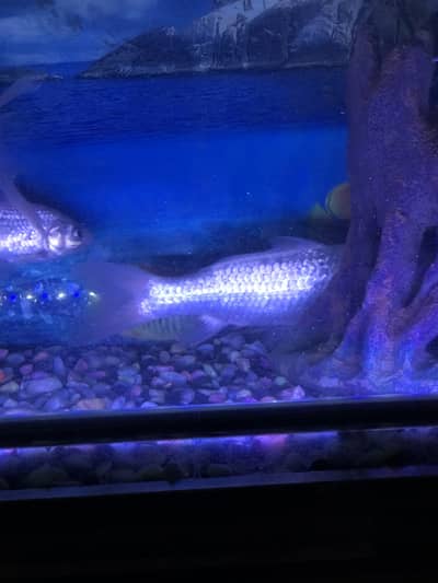 Diamond carp