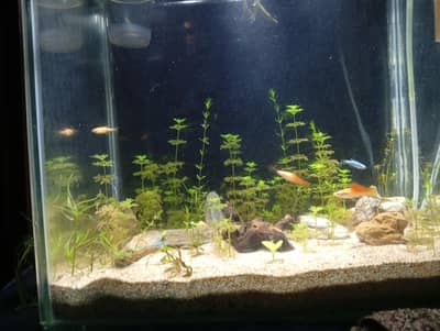 Aquarium with live plants and expensive fishes brand new