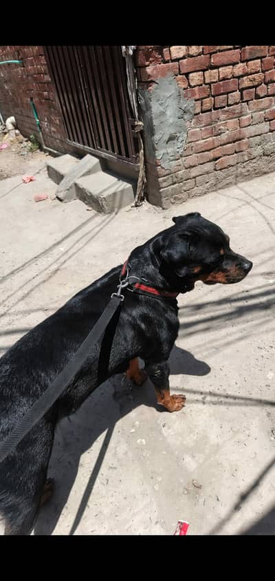 Rottweiler Femail