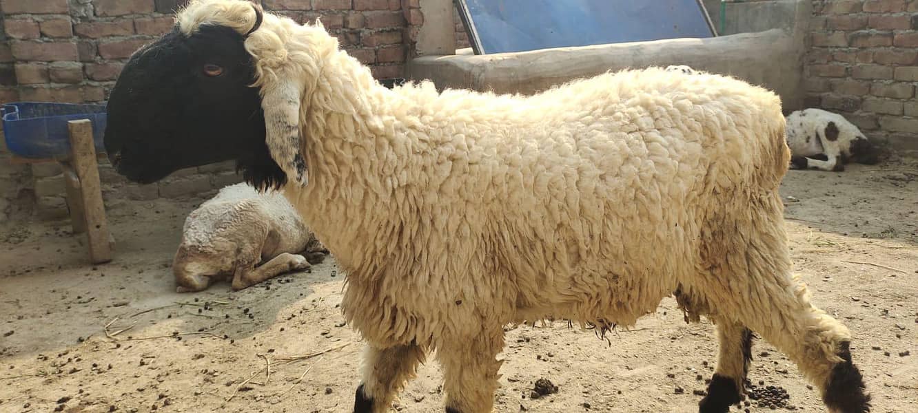 bakra 0