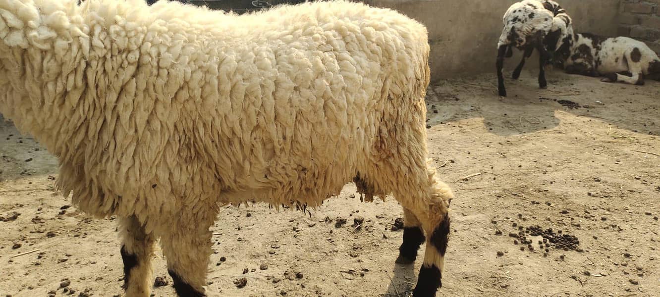 bakra 1