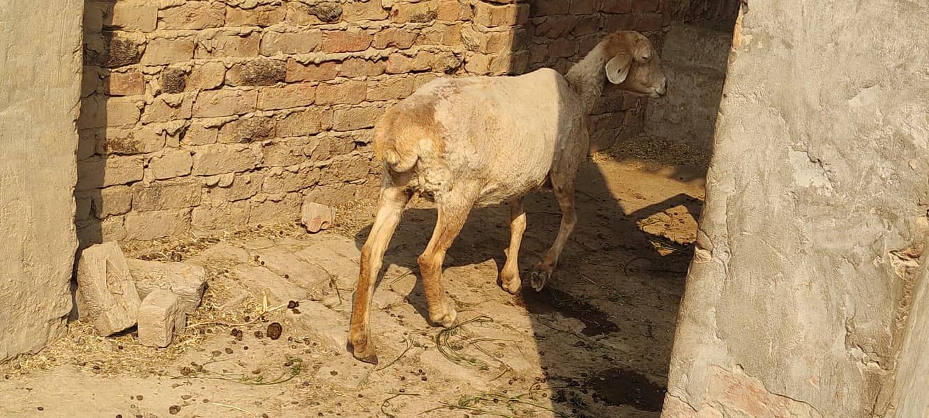 bakra 2