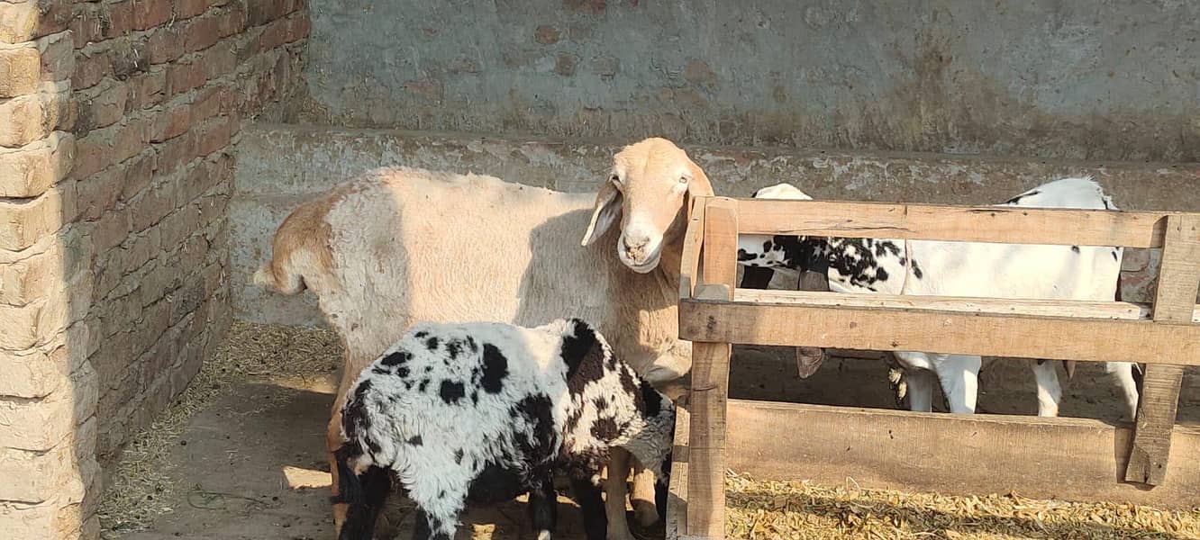 bakra 3