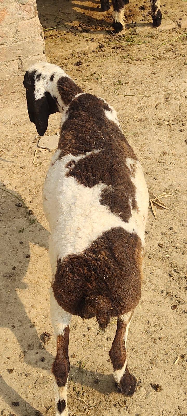 bakra 4