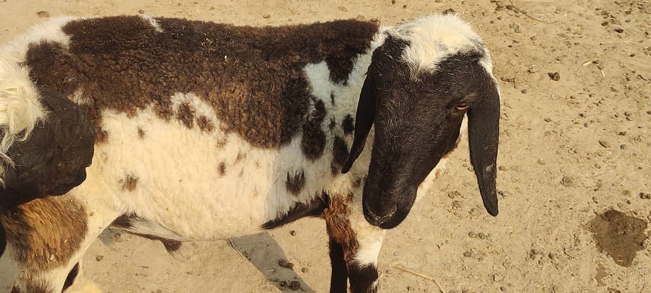 bakra 5