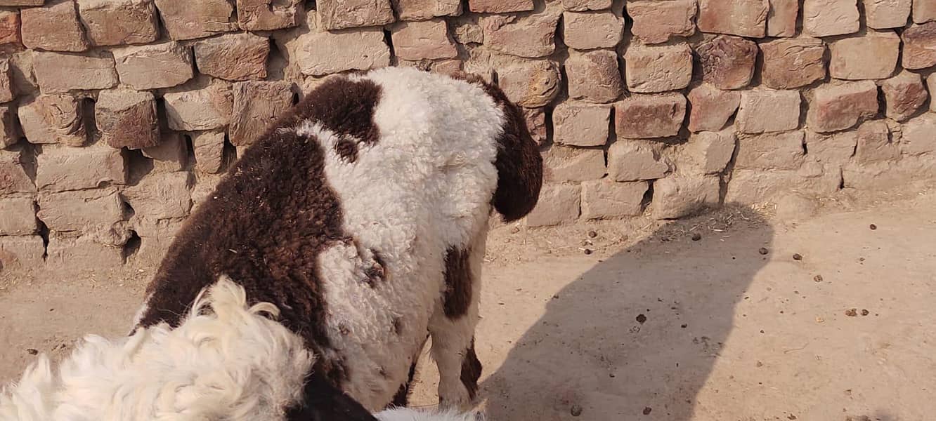 bakra 6