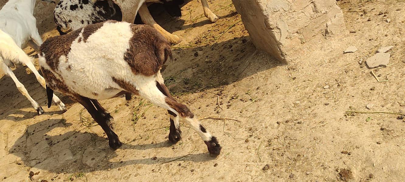 bakra 7