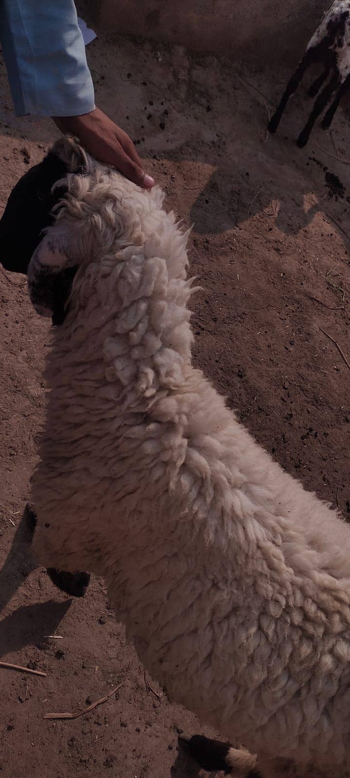 bakra 8