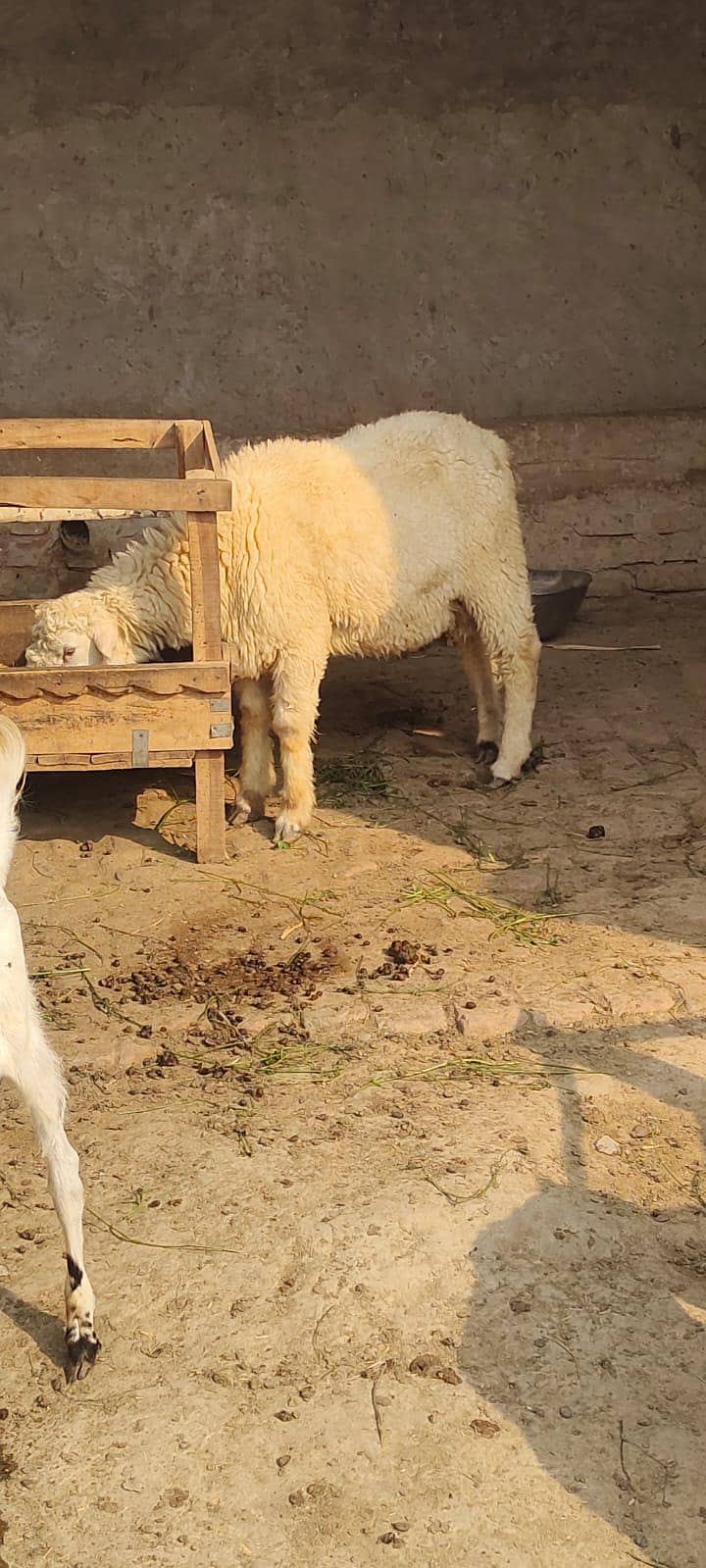 bakra 9