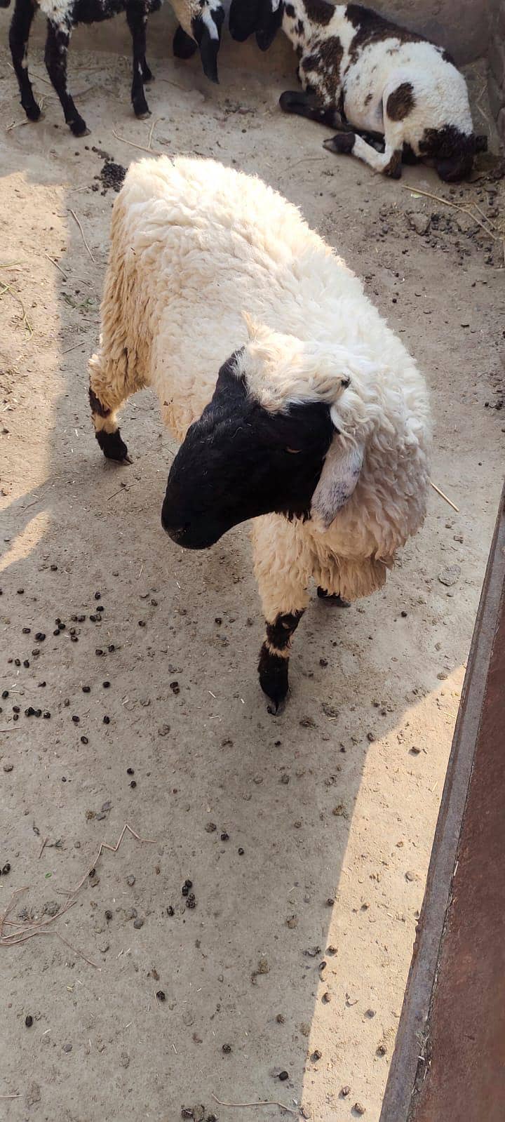 bakra 10