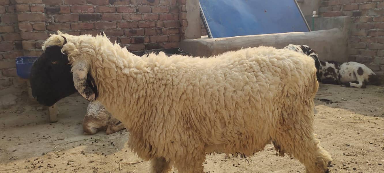 bakra 11
