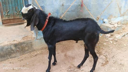BETAL BAKRA