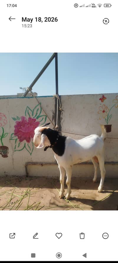 Beautiful male Goat