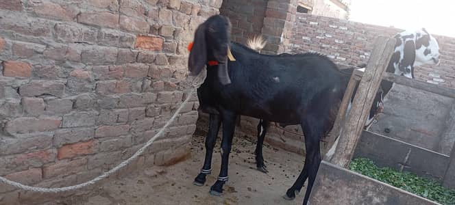 Qurbani Ka Bakra
