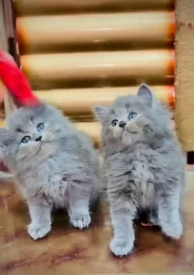 Persian cat triple kot,for sale,my WhatsApp 03493317649