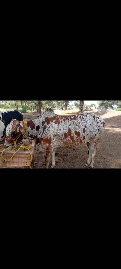 Beautiful Cholistani Ablak Qurbani Bull for Sale