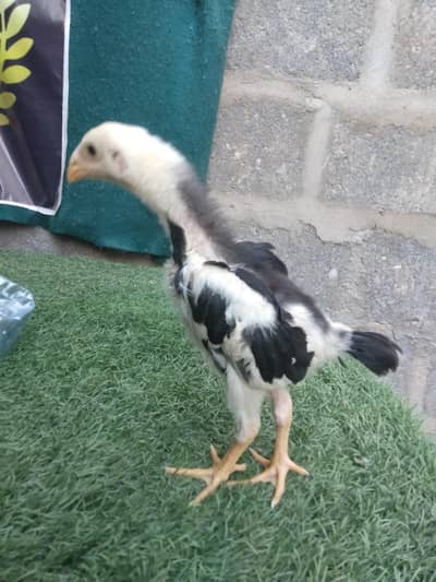 jp shomo chick