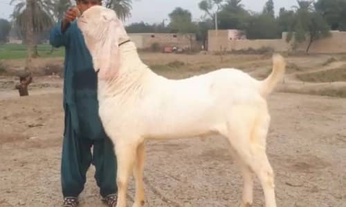 Qurbani ke liye Bakra For Sale/ +03102729869